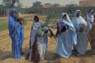 The UN Development System (UNDS) coordinates funds: UNDP afforestation project in Mauritania.