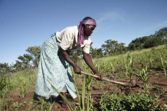 65 % of the population work in agriculture: a farmer in rural Malawi in her maize field.