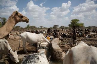 Im ländlichen Afrika leben viele Menschen eng mit ihren Tieren zusammen. Hirten in Äthiopien.