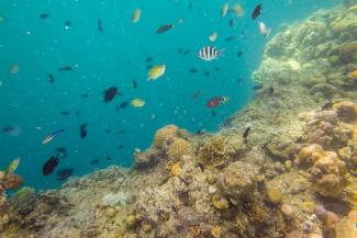 Entscheidungen, die in der Finanzwirtschaft fallen, wirken sich auf das Überleben von Korallenriffen aus – und gilt es zu berücksichtigen.
