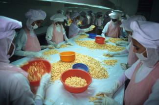 EU trade policy has an impact on development: women sorting shrimps for export purposes in Kochi, India.
