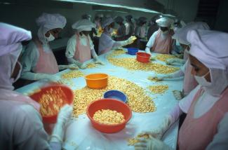 Böthling/Photography Europas Handelspolitik beeinflusst Entwicklungschancen: Frauen sortieren Garnelen in einer Fabrik im indischen Kochi für den Export in die EU.