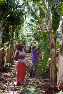 Businesses in Mozambique need financial resources: harvesting plantation bananas in 2007.
