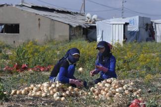 Syrian refugees often work as harvesters in the Bekaa Valley: women collecting onions.