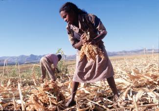 Nahrungsanbau für lokale Märkte schützt vor Hunger: Hirseernte in Äthiopien.