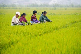 picture-alliance/ZUMAPRESS.com/Xu Jinbo By 2018, agriculture only accounted for a little more than a quarter of the labour force in China.