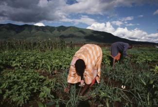 Im Hochland Westkenias werden die Klimaveränderungen durch die Nachbarschaft zum Viktoriasee noch verstärkt: Maisanbau in Kenia.