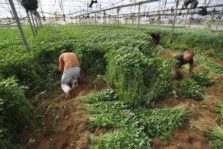 Jew’s mallow is unknown in many parts of the world but is very popular in the Middle East, here in the Gaza Strip in Palestine.