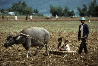 A Philippine farmer tills a field in Cagayan province.