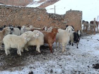 Kirgisische Kaschmirziegen im Winter.