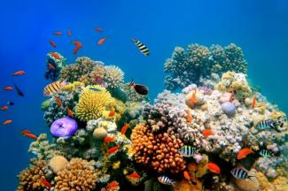 Tropical fish and coral reefs.