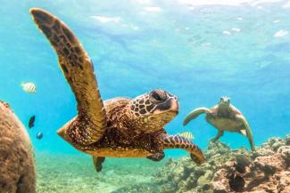 An der Küste Mosambiks legen seltene Schildkröten ihre Eier ab.